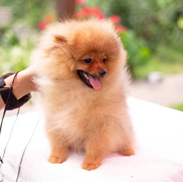 Hermoso perro naranja - pomeranian Spitz. cachorro pomeranian perro lindo mascota feliz sonrisa jugando en la naturaleza —  Fotos de Stock