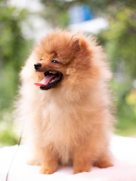 Hermoso perro naranja - pomeranian Spitz. cachorro pomeranian perro lindo mascota feliz sonrisa jugando en la naturaleza — Foto de Stock