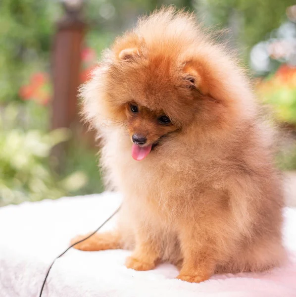 Beautiful orange dog - pomeranian Spitz. Puppy pomeranian dog cute pet happy smile playing in nature — Stock Photo, Image