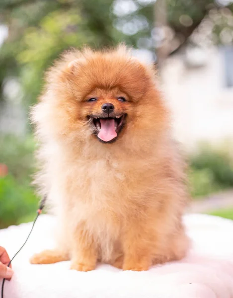 Hermoso perro naranja - pomeranian Spitz. cachorro pomeranian perro lindo mascota feliz sonrisa jugando en la naturaleza —  Fotos de Stock