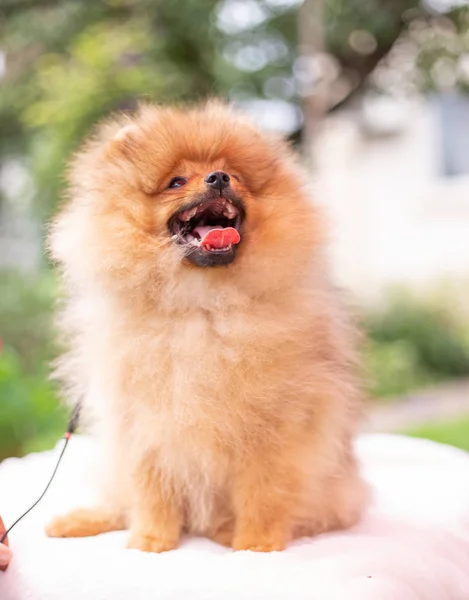 Όμορφο πορτοκαλί σκυλί - pomeranian Spitz. Puppy pomeranian σκυλί χαριτωμένο κατοικίδιο ζώο χαρούμενο χαμόγελο παίζει στη φύση — Φωτογραφία Αρχείου