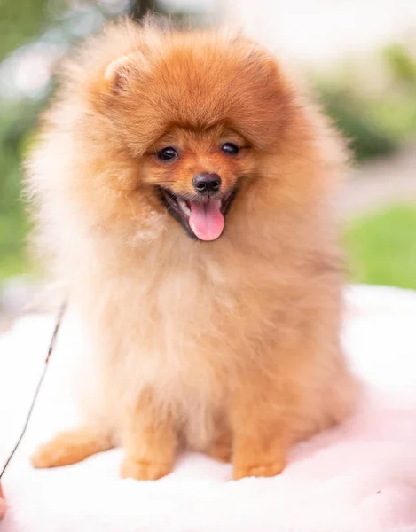 Hermoso perro naranja - pomeranian Spitz. cachorro pomeranian perro lindo mascota feliz sonrisa jugando en la naturaleza —  Fotos de Stock