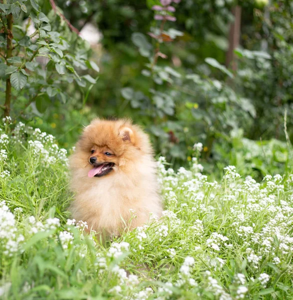 Cão cor-de-laranja bonito - Spitz pomeranian. Filhote de cachorro pomeranian cão bonito animal de estimação sorriso feliz jogando na natureza em flores — Fotografia de Stock