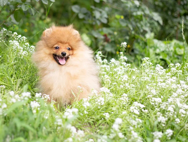 Красива помаранчева собака - португальський шпіц. щеня португальський собака милий домашній улюбленець щаслива посмішка, що грає в природі на квітах — стокове фото