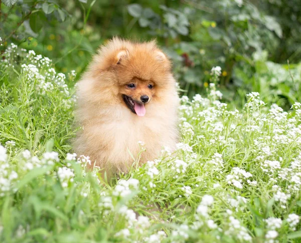 Mooie oranje hond - Pommeren Spitz. Puppy Pommeren hond schattig huisdier gelukkig smile spelen in de natuur op in de bloemen — Stockfoto