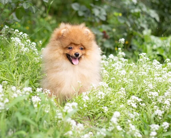 Mooie oranje hond - Pommeren Spitz. Puppy Pommeren hond schattig huisdier gelukkig smile spelen in de natuur op in de bloemen — Stockfoto