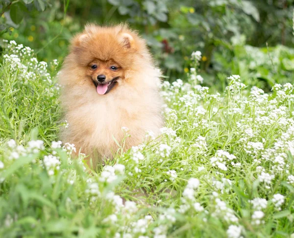 아름 다운 오렌지 개-포 스 피 츠입니다. 강아지 pomeranian 개 귀여운 애완 행복 미소 꽃에서에 자연에서 연주 — 스톡 사진