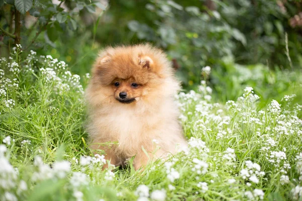 아름 다운 오렌지 개-포 스 피 츠입니다. 강아지 pomeranian 개 귀여운 애완 행복 미소 꽃에서에 자연에서 연주 — 스톡 사진