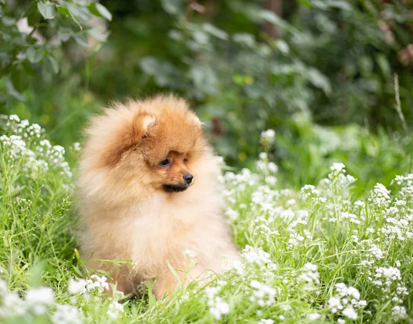 Hermoso perro naranja - pomeranian Spitz. cachorro pomeranian perro lindo mascota feliz sonrisa jugando en la naturaleza en flores —  Fotos de Stock