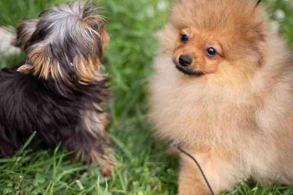 Beau chien orange - Spitz poméranien. Chiot chien poméranien mignon animal heureux sourire jouer dans la nature sur dans les fleurs — Photo