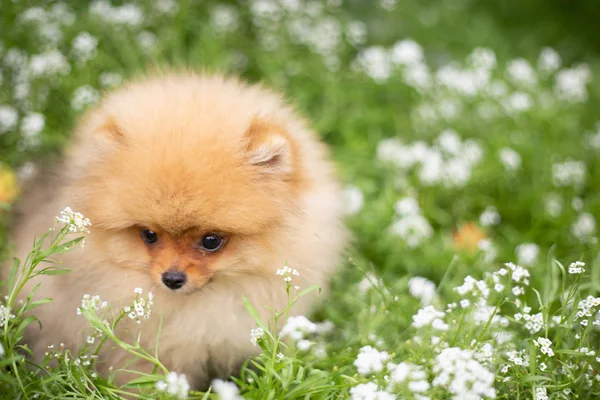 Krásné oranžové pes - Pomořské Spitz. Roztomilé zvířátko štěně špicl pes šťastný úsměv, zábavy v přírodě, na květiny — Stock fotografie