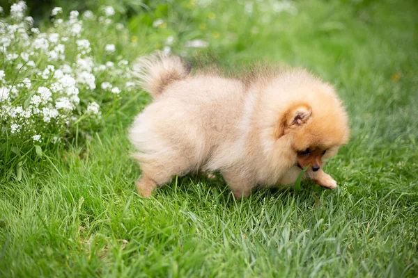 Anjing oranye yang indah - Spitz pomeranian. Puppy pomeranian dog cute pet happy smile playing in nature on in flowers — Stok Foto
