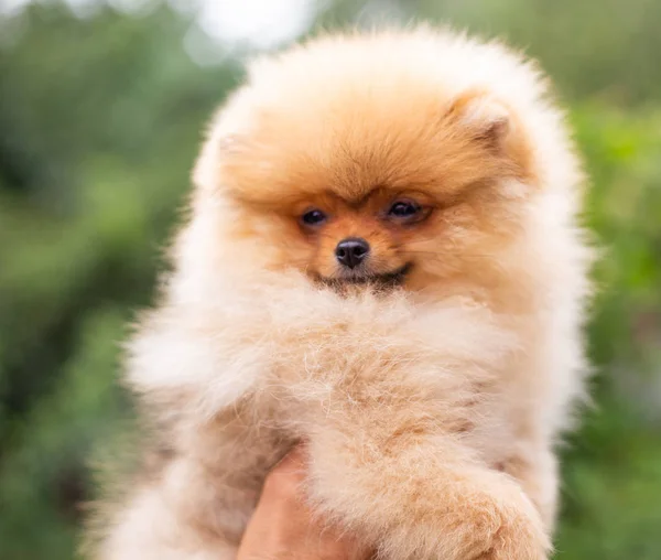 Bellissimo cane arancione - Spitz pomerania. cucciolo pomerania cane carino animale domestico sorriso felice giocare in natura — Foto Stock