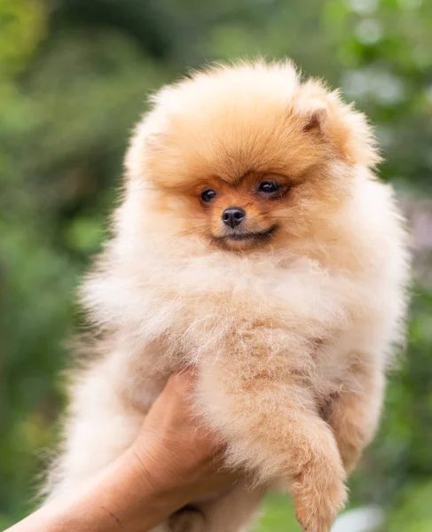 Beau chien orange - Spitz poméranien. Chiot chien poméranien mignon animal heureux sourire jouer dans la nature — Photo