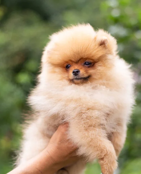 Beautiful orange dog - pomeranian Spitz. Puppy pomeranian dog cute pet happy smile playing in nature