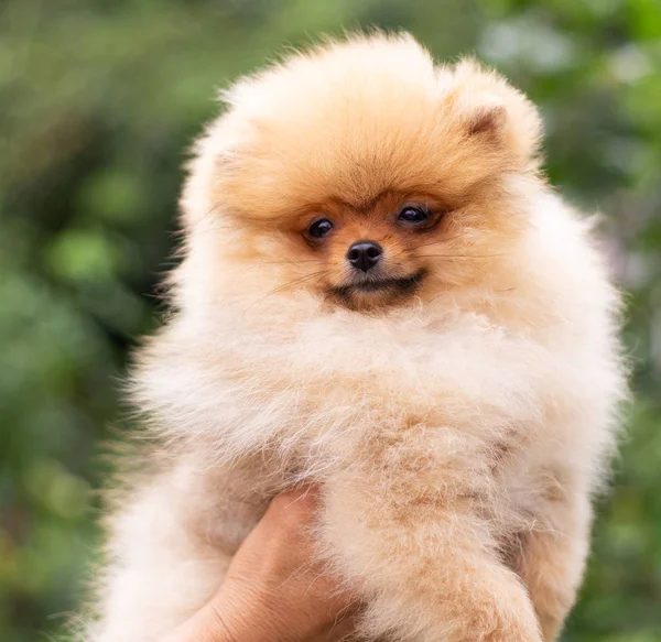漂亮的橙色狗-波美拉尼亚斯皮茨.小狗波美拉尼亚犬可爱的宠物快乐的笑着在大自然中玩耍 — 图库照片