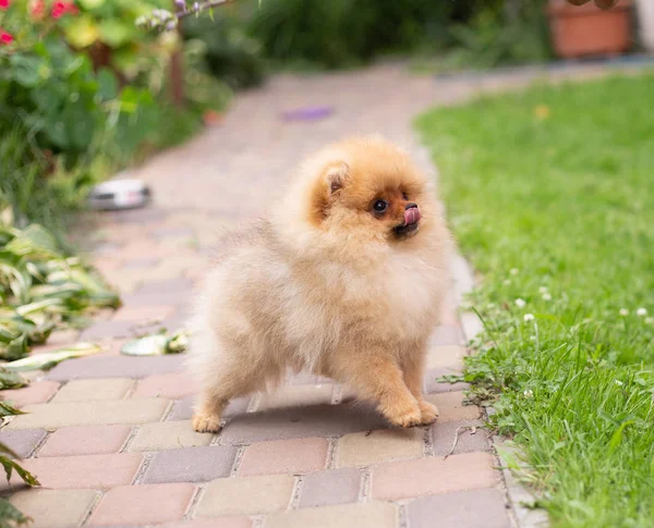 Cão cor-de-laranja bonito - Spitz pomeranian. Filhote de cachorro pomeranian cão bonito animal de estimação sorriso feliz jogando na natureza — Fotografia de Stock