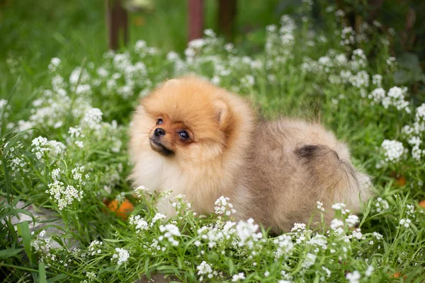 Vacker orange hund - pomeranian Spitz. Valp pomeranian hund söta husdjur lyckligt leende spela i naturen blommor — Stockfoto
