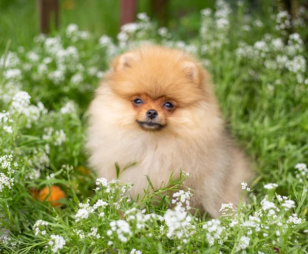 Schöner orangefarbener Hund - Pommerscher Spitz. Welpe Pommerschen Hund niedlich Haustier glücklich Lächeln spielen in der Natur auf in Blumen — Stockfoto