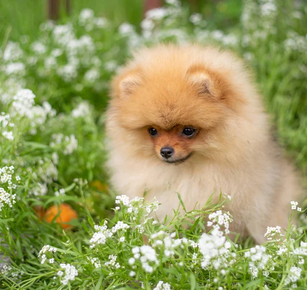 Krásné oranžové pes - Pomořské Spitz. Roztomilé zvířátko štěně špicl pes šťastný úsměv, zábavy v přírodě, na květiny — Stock fotografie