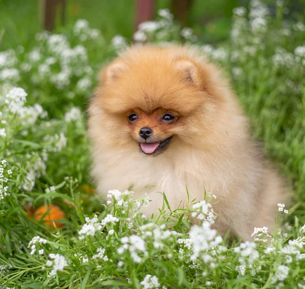 Hermoso perro naranja - pomeranian Spitz. cachorro pomeranian perro lindo mascota feliz sonrisa jugando en la naturaleza en flores —  Fotos de Stock