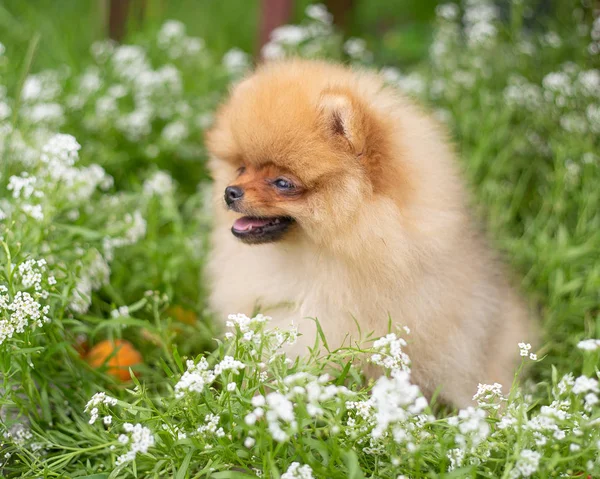 Schöner orangefarbener Hund - Pommerscher Spitz. Welpe Pommerschen Hund niedlich Haustier glücklich Lächeln spielen in der Natur auf in Blumen — Stockfoto