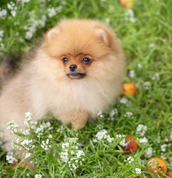 Оранжевая собака Феликса Шпица. Щенок поморская собака милый питомец счастливая улыбка играет на природе на цветах — стоковое фото