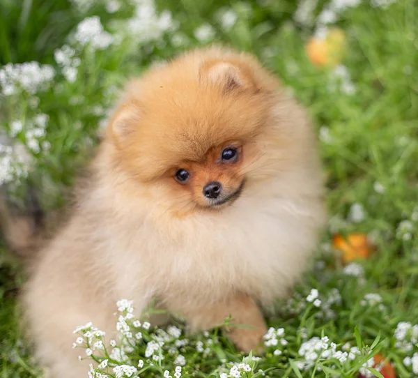 Красива помаранчева собака - португальський шпіц. щеня португальський собака милий домашній улюбленець щаслива посмішка, що грає в природі на квітах — стокове фото