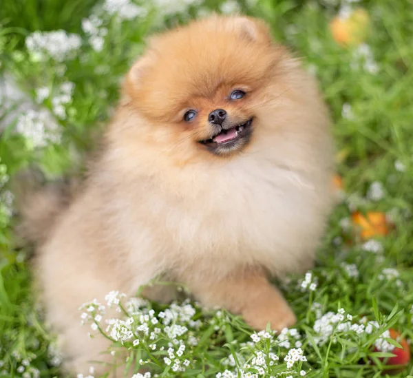 Cão cor-de-laranja bonito - Spitz pomeranian. Filhote de cachorro pomeranian cão bonito animal de estimação sorriso feliz jogando na natureza em flores — Fotografia de Stock
