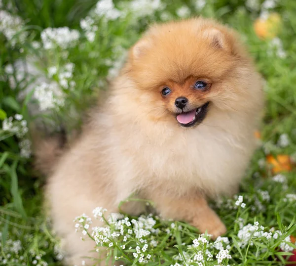 Szép narancssárga kutya - Pomerániai Spitz. Kiskutya Pomerániai kutya aranyos kisállat boldog mosoly játszik a természetben virágok — Stock Fotó