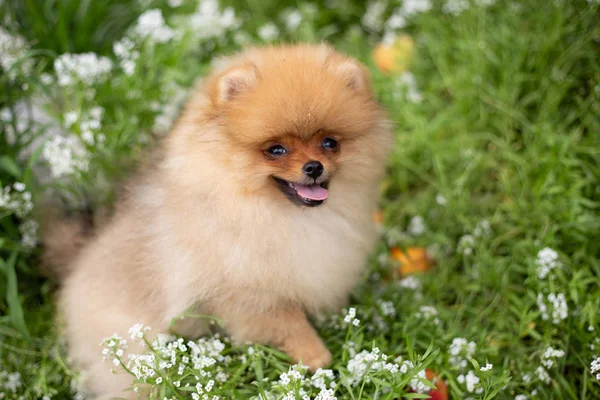 Güzel turuncu köpek - pomeranian Spitz. Köpek yavrusu pomeranian köpek sevimli hayvan mutlu gülümseme çıtır çim doğada oynamaya