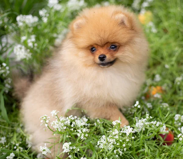 아름 다운 오렌지 개-포 스 피 츠입니다. 강아지 pomeranian 개 귀여운 애완 행복 미소 꽃에서에 자연에서 연주 — 스톡 사진
