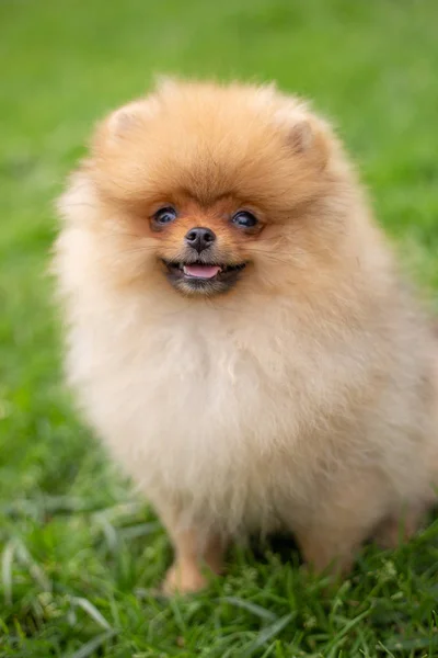Gyönyörű narancssárga kutya - pomerániai Spitz. Kiskutya pomerániai kutya aranyos kisállat boldog mosoly játszik a természetben — Stock Fotó