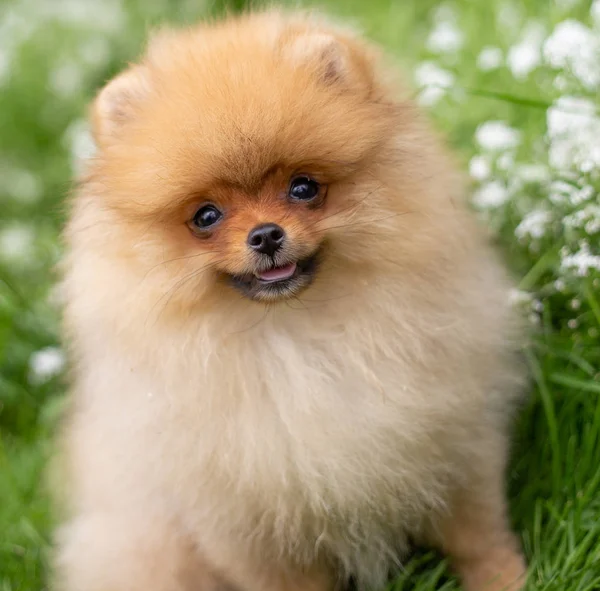 Piękny pies pomarańczowy - pomorskie Spitz. Pomorskiego pies szczeniak słodkie zwierzę szczęśliwy uśmiech, grając w przyrodzie w kwiaty — Zdjęcie stockowe