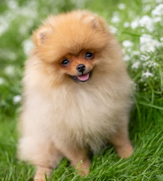 Cão cor-de-laranja bonito - Spitz pomeranian. Filhote de cachorro pomeranian cão bonito animal de estimação sorriso feliz jogando na natureza em flores — Fotografia de Stock