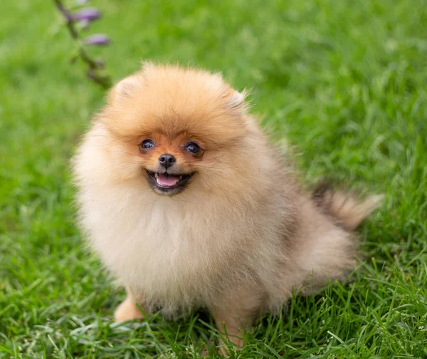 Güzel turuncu köpek - pomeranian Spitz. Köpek yavrusu pomeranian köpek sevimli hayvan mutlu gülümseme çim doğada oynamaya