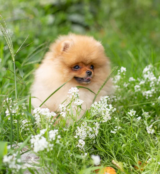 Schöner orangefarbener Hund - Pommerscher Spitz. Welpe Pommerschen Hund niedlich Haustier glücklich Lächeln spielen in der Natur auf in Blumen — Stockfoto