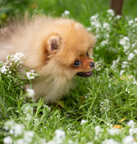 सुंदर नारंगी कुत्रा पोर्नियन स्पिट्झ. फुलांमध्ये निसर्ग खेळत कुत्रा पोर्नियन कुत्रा गोंडस पाळीव प्राणी आनंदी स्मित — स्टॉक फोटो, इमेज