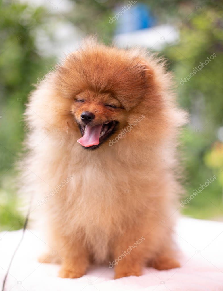 Beautiful orange dog - pomeranian Spitz. Puppy pomeranian dog cute pet happy smile playing in nature on the grass