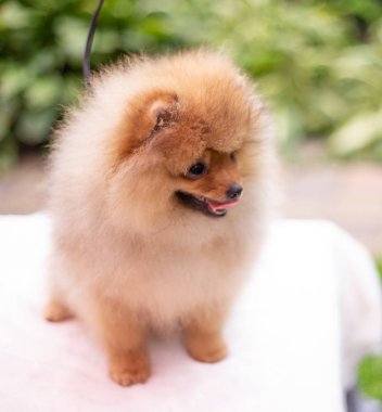 Güzel turuncu köpek - Pomeranian Spitz. Köpek yavrusu Pomeranian köpeği. Sevimli evcil hayvan. Mutlu bir gülümseme.