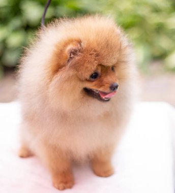 Güzel turuncu köpek - Pomeranian Spitz. Köpek yavrusu Pomeranian köpeği. Sevimli evcil hayvan. Mutlu bir gülümseme.