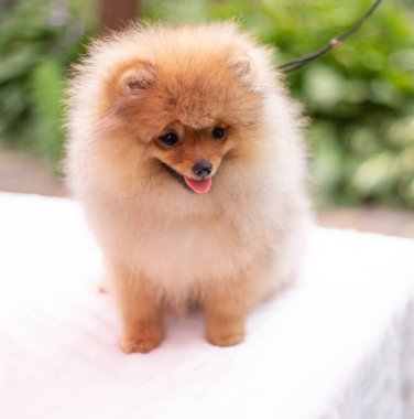 Güzel turuncu köpek - Pomeranian Spitz. Köpek yavrusu Pomeranian köpeği. Sevimli evcil hayvan. Mutlu bir gülümseme.