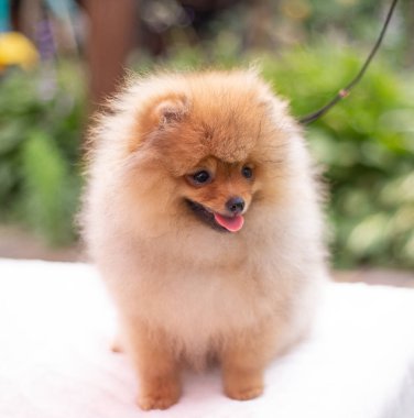 Güzel turuncu köpek - Pomeranian Spitz. Köpek yavrusu Pomeranian köpeği. Sevimli evcil hayvan. Mutlu bir gülümseme.