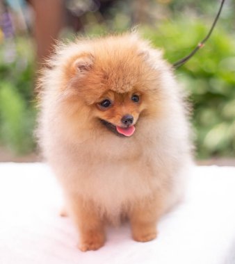 Güzel turuncu köpek - Pomeranian Spitz. Köpek yavrusu Pomeranian köpeği. Sevimli evcil hayvan. Mutlu bir gülümseme.