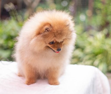 Güzel turuncu köpek - Pomeranian Spitz. Köpek yavrusu Pomeranian köpeği. Sevimli evcil hayvan. Mutlu bir gülümseme.