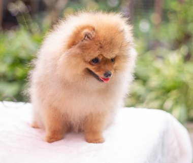Güzel turuncu köpek - Pomeranian Spitz. Köpek yavrusu Pomeranian köpeği. Sevimli evcil hayvan. Mutlu bir gülümseme.