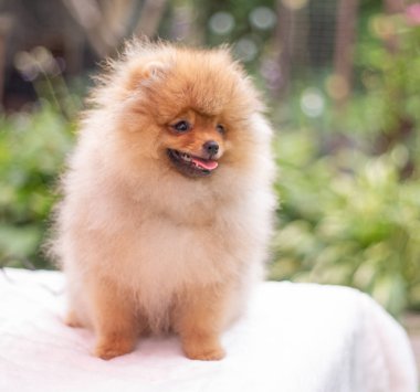 Güzel turuncu köpek - pomeranian Spitz. Köpek yavrusu pomeranian köpek sevimli hayvan mutlu gülümseme çim doğada oynamaya