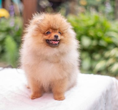 Güzel turuncu köpek - Pomeranian Spitz. Köpek yavrusu Pomeranian köpeği. Sevimli evcil hayvan. Mutlu bir gülümseme.