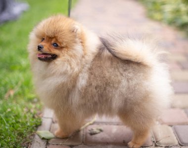 Güzel turuncu köpek - Pomeranian Spitz. Köpek yavrusu Pomeranian köpeği. Sevimli evcil hayvan. Mutlu bir gülümseme.