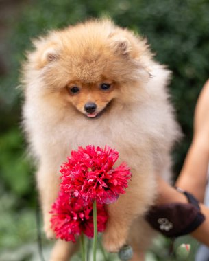 Güzel turuncu köpek - pomeranian Spitz. Köpek yavrusu pomeranian köpek sevimli hayvan mutlu gülümseme çiçeklenir doğada oynamaya